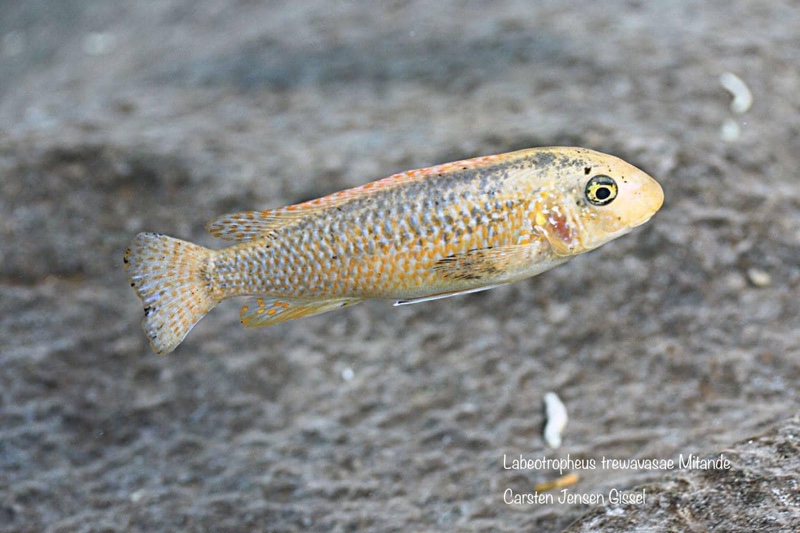 Labeotropheus trewavasae 'Mitande Reef (Rocks)'